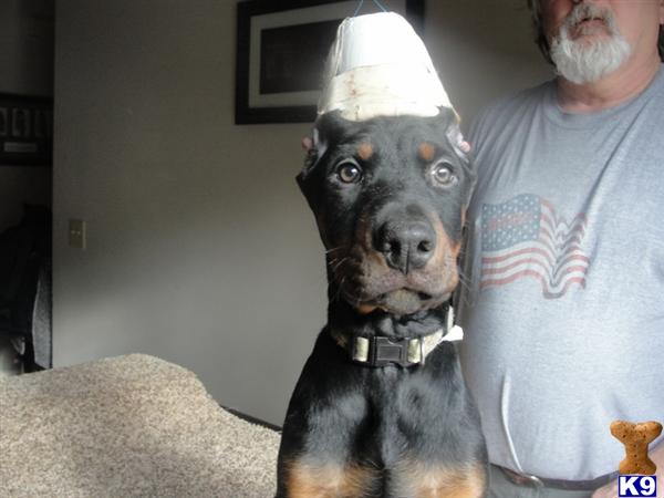 Doberman Pinscher Puppies